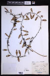 Pyrrosia lanceolata image