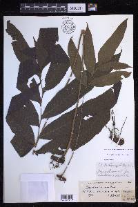Campyloneurum decurrens image