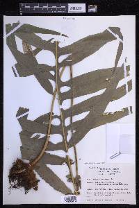 Phlebodium aureum image