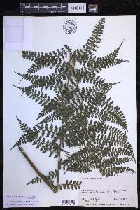 Dennstaedtia obtusifolia image