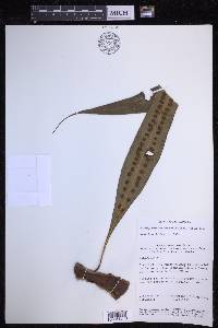 Microgramma megalophylla image