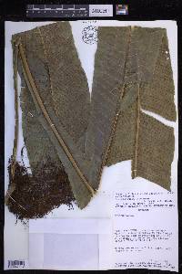 Campyloneurum pascoense image