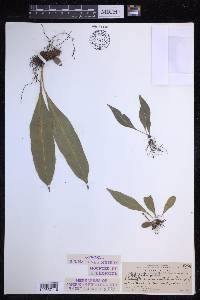 Campyloneurum costatum image