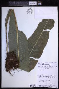 Campyloneurum pascoense image