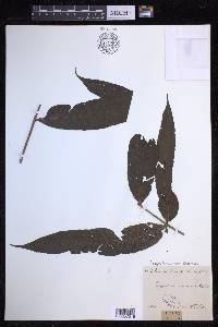 Campyloneurum decurrens image