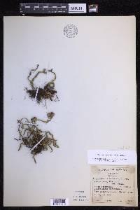 Pleopeltis astrolepis image