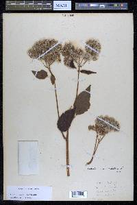 Hebeclinium macrophyllum image
