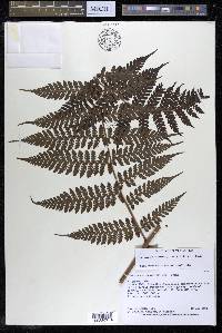 Megalastrum atrogriseum image