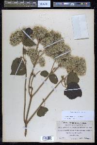 Hebeclinium macrophyllum image