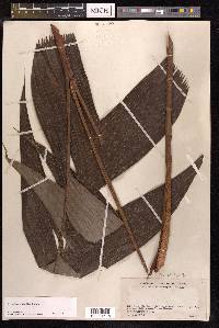 Pinanga modesta image