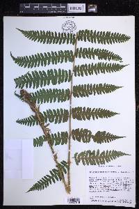 Dryopteris monticola image