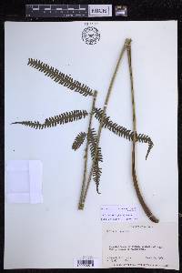 Thelypteris rudis image