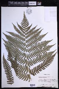 Dryopteris monticola image