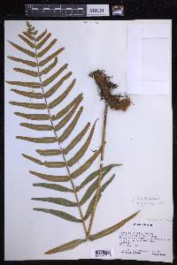 Polypodium echinolepis image