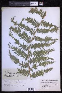 Selaginella exaltata image