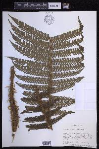 Dryopteris crassirhizoma image