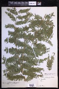 Selaginella exaltata image