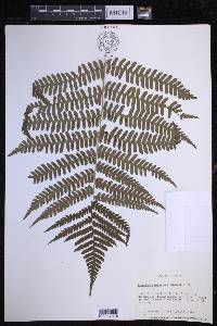 Dryopteris monticola image