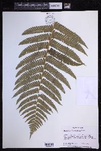 Dryopteris crassirhizoma image