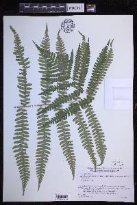 Dryopteris monticola image