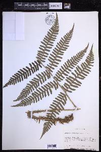 Dryopteris monticola image