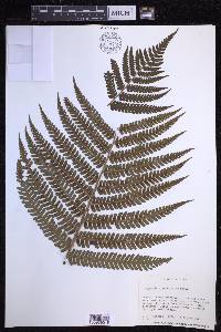 Dryopteris crassirhizoma image