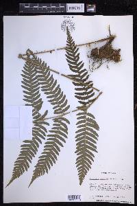 Dryopteris monticola image