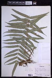 Polypodium echinolepis image