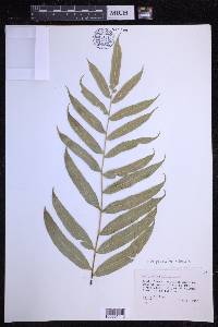 Serpocaulon triseriale image