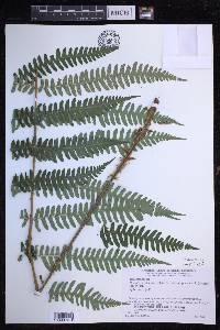 Dryopteris monticola image