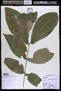 Carya laciniosa image