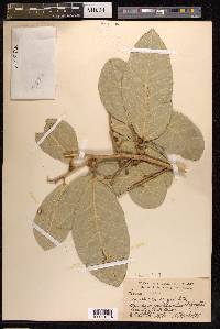 Ficus tinctoria image