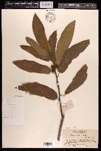 Ficus hirta image