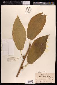 Ficus hirta image
