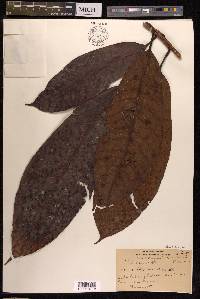 Ficus annulata image