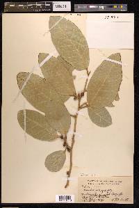 Ficus tinctoria image
