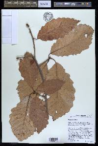 Quercus montana image