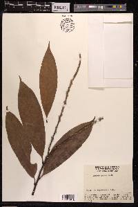 Quercus spicata image