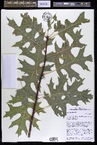 Quercus shumardii image