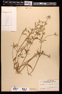 Psilotrichum trichotomum image
