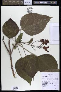 Catalpa speciosa image