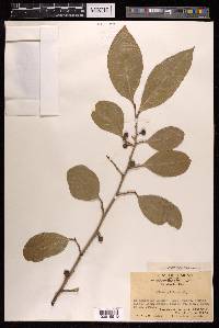 Ficus tinctoria subsp. gibbosa image