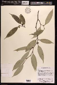 Ficus sarmentosa image