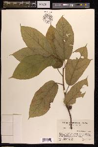 Ficus hirta image