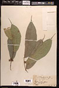Ficus scaberrima image