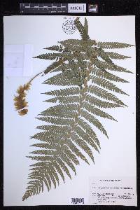 Polystichum setiferum image