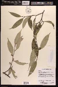 Ficus sarmentosa image