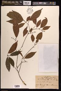 Ficus ribes image