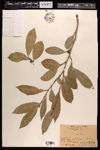 Ficus tinctoria subsp. gibbosa image