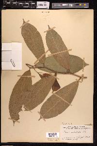 Ficus subulata image